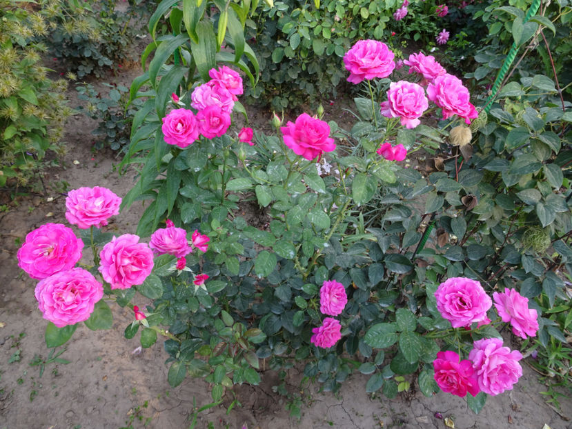  - Baronne de Rothschild