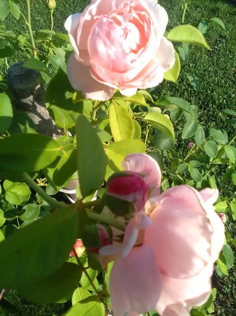  - Trandafiri iulie 2017