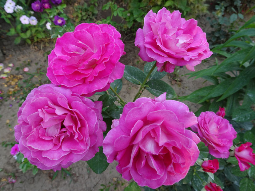  - Baronne de Rothschild