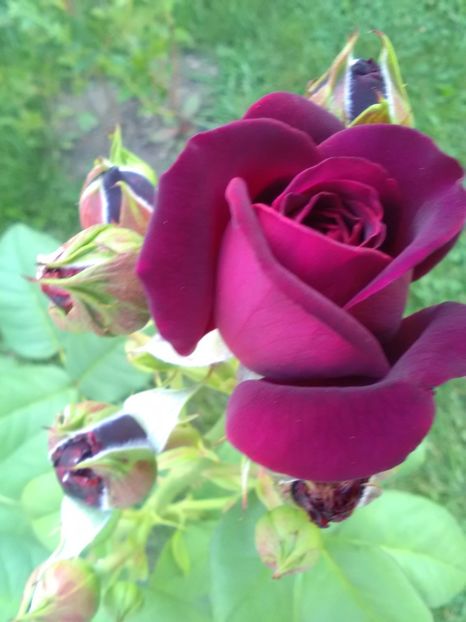  - Trandafiri iulie 2017