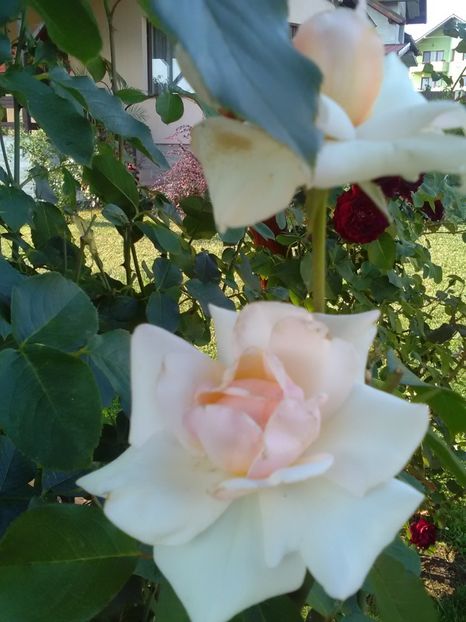  - Trandafiri iulie 2017