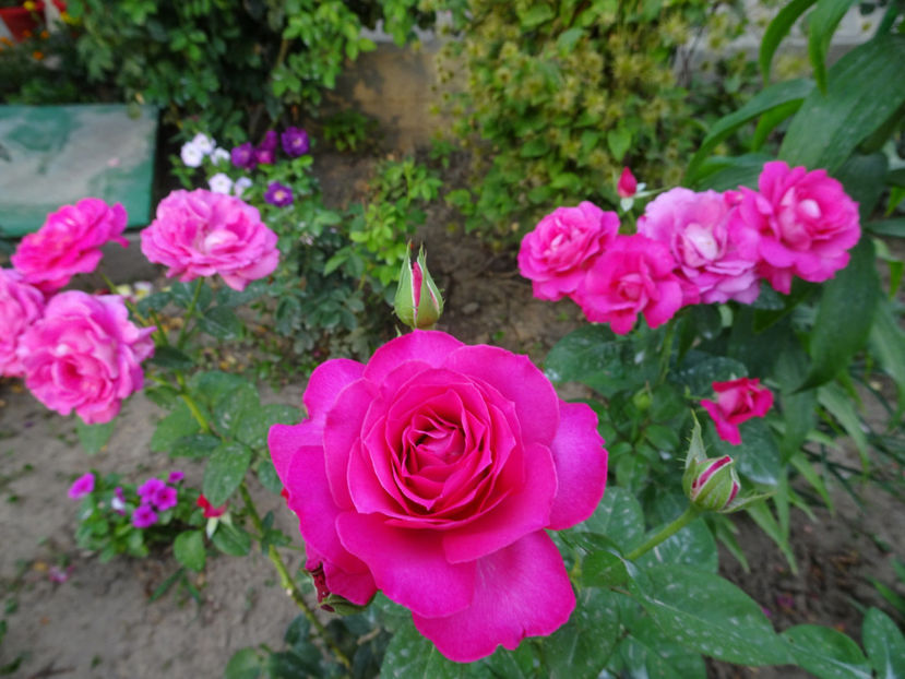  - Baronne de Rothschild