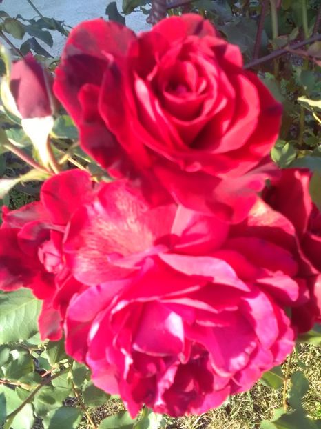  - Trandafiri iulie 2017