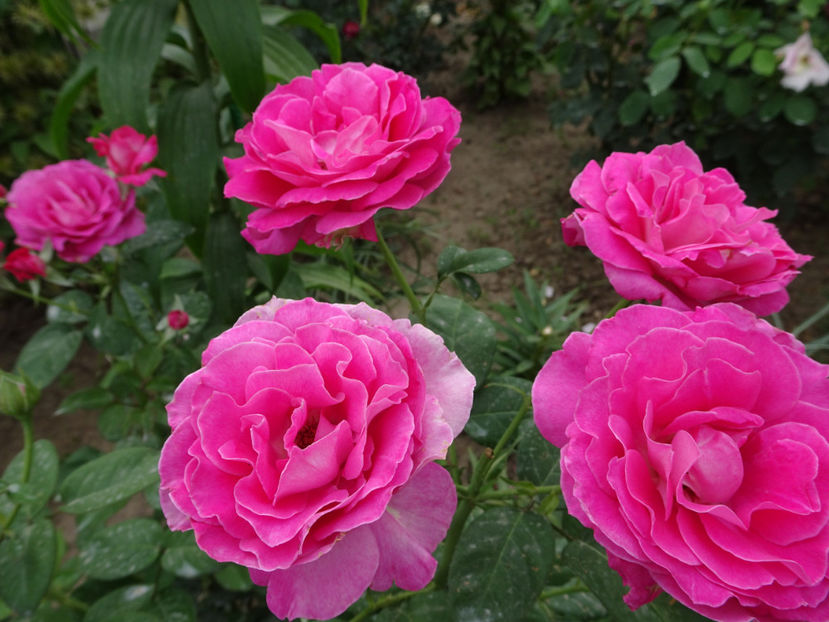  - Baronne de Rothschild