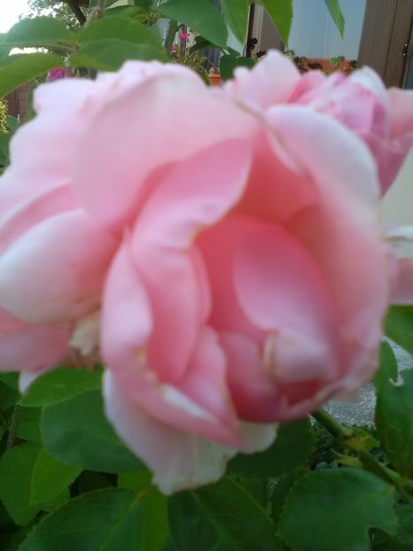  - Trandafiri iulie 2017