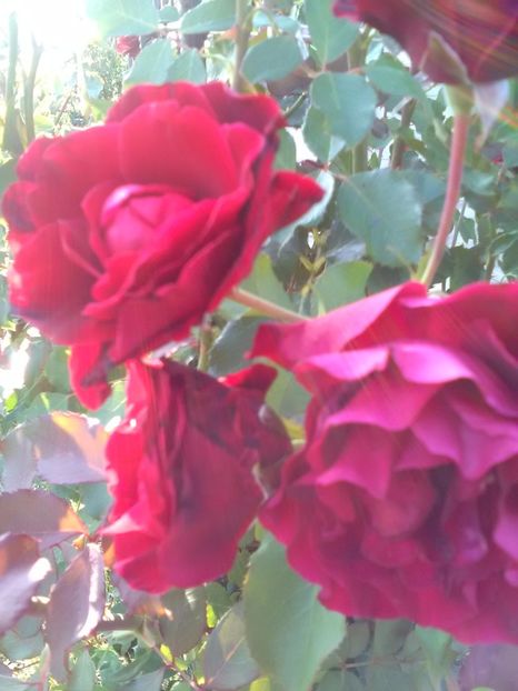  - Trandafiri iulie 2017