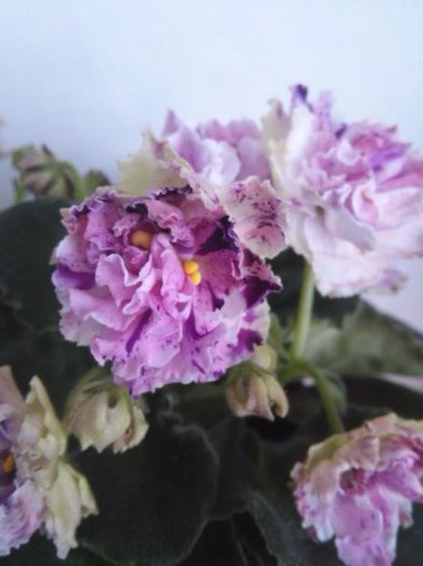 le aisedora- ninutza - 02 pui violete ninutza