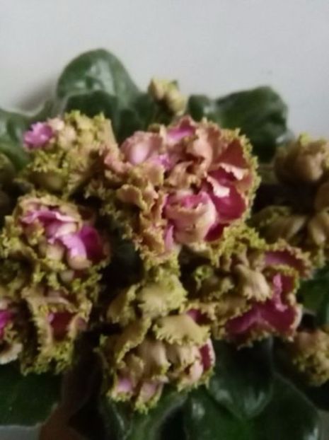 le sestra korolevy- ninutza - 02 pui violete ninutza