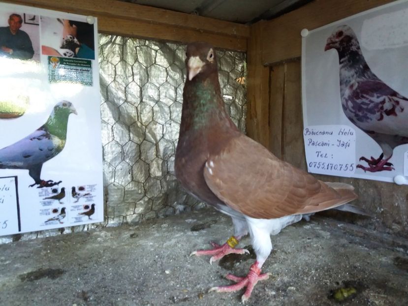  - Meulemans de vanzare