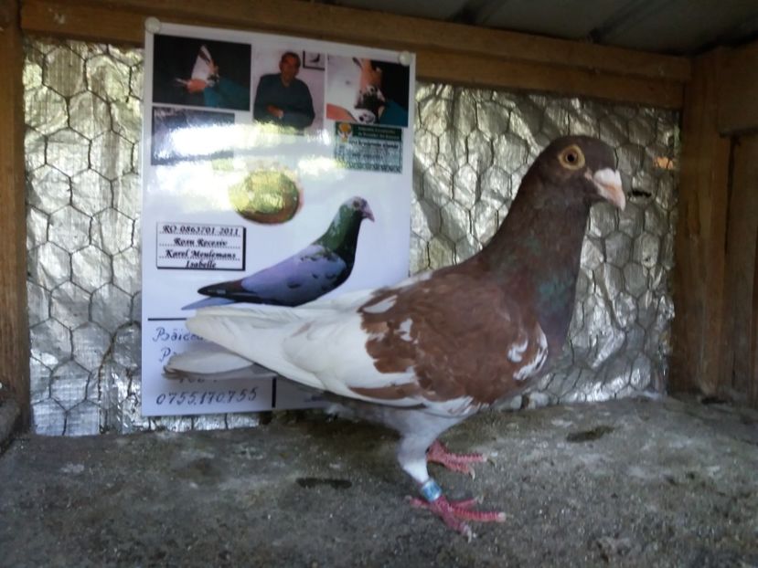 M 2016-80 lei - Meulemans de vanzare