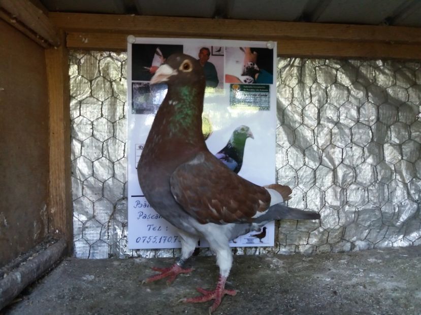 M 2015-60 LEI - Meulemans de vanzare