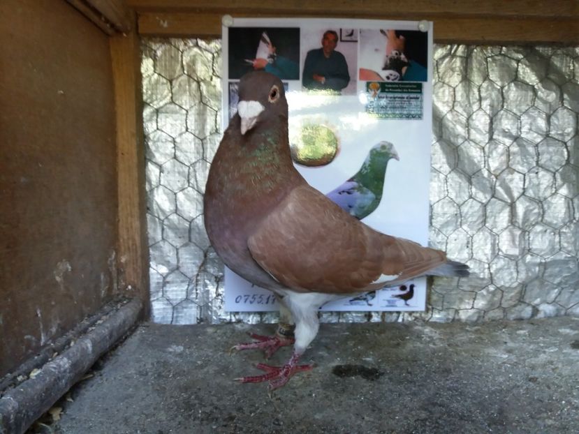 Vandut - Meulemans de vanzare