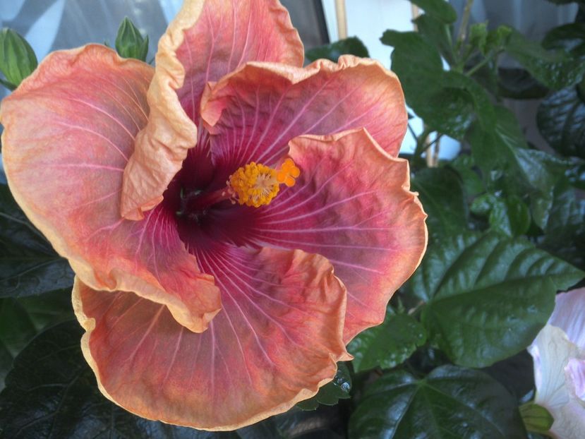 WIN_20170721_111156 - Jolanda Gommer