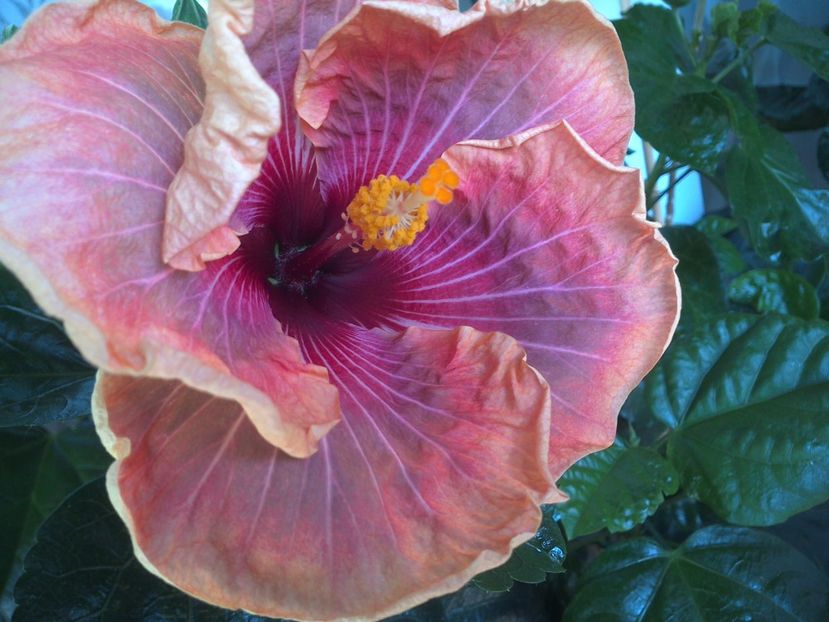 WIN_20170721_111159 - Jolanda Gommer