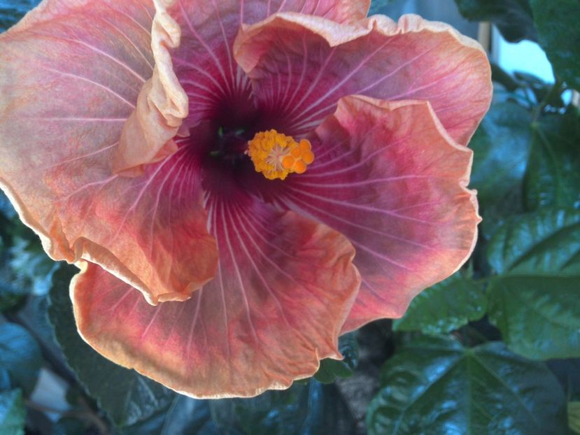 WIN_20170721_111207 - Jolanda Gommer