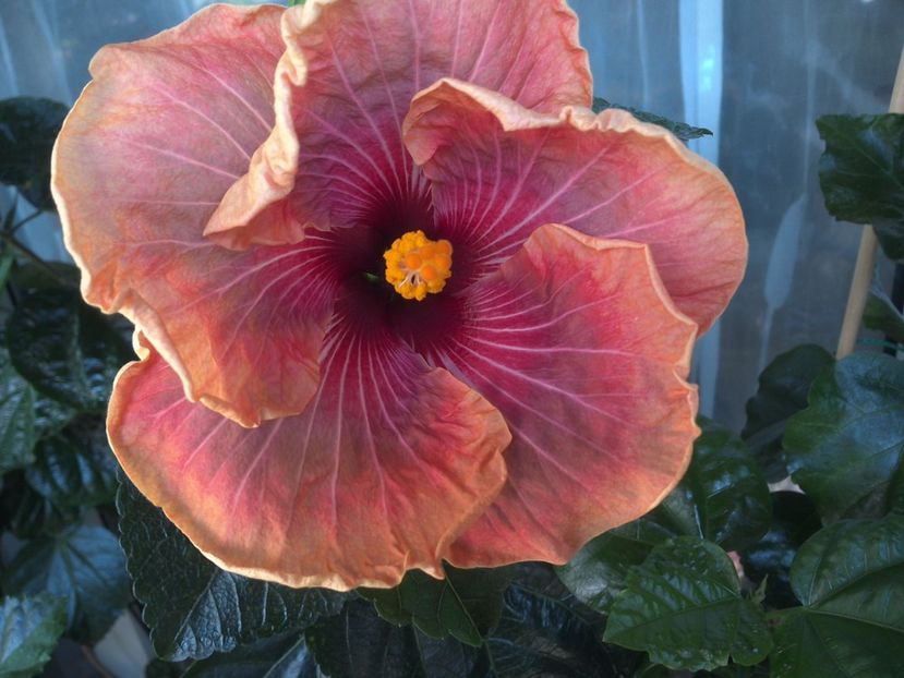 WIN_20170721_111210 - Jolanda Gommer