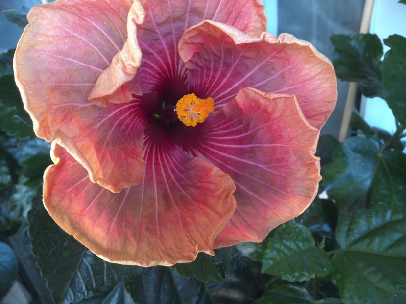 WIN_20170721_111211 - Jolanda Gommer