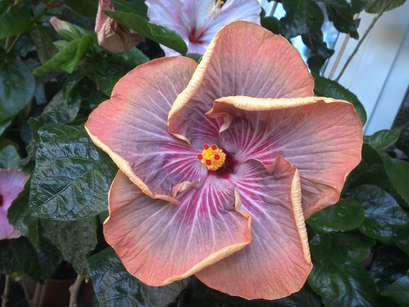 WIN_20170721_110914 - Tahitian Purple Ripple