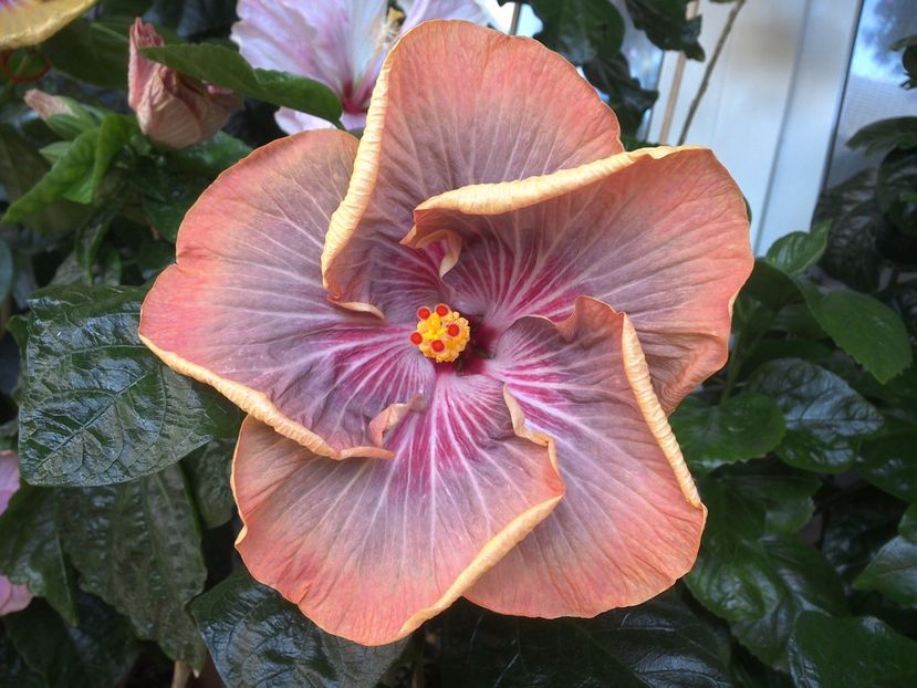 WIN_20170721_110917 - Tahitian Purple Ripple