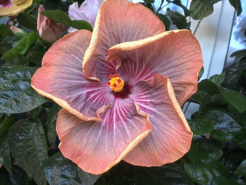 WIN_20170721_110919 - Tahitian Purple Ripple