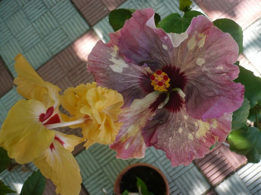 P1330819 - HIBISCUSI 2017-2