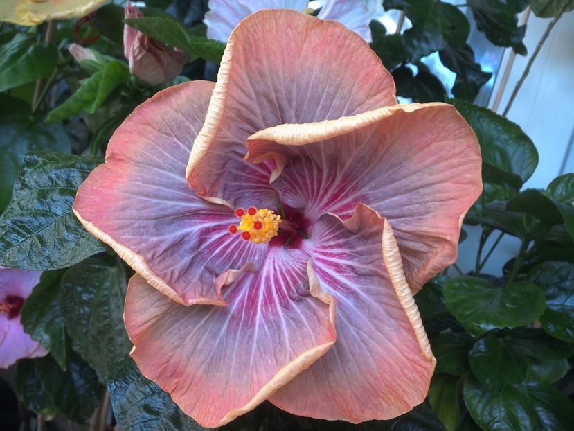 WIN_20170721_110921 - Tahitian Purple Ripple