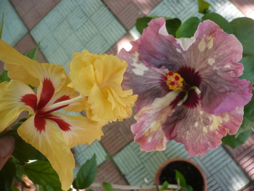 P1330820 - HIBISCUSI 2017-2