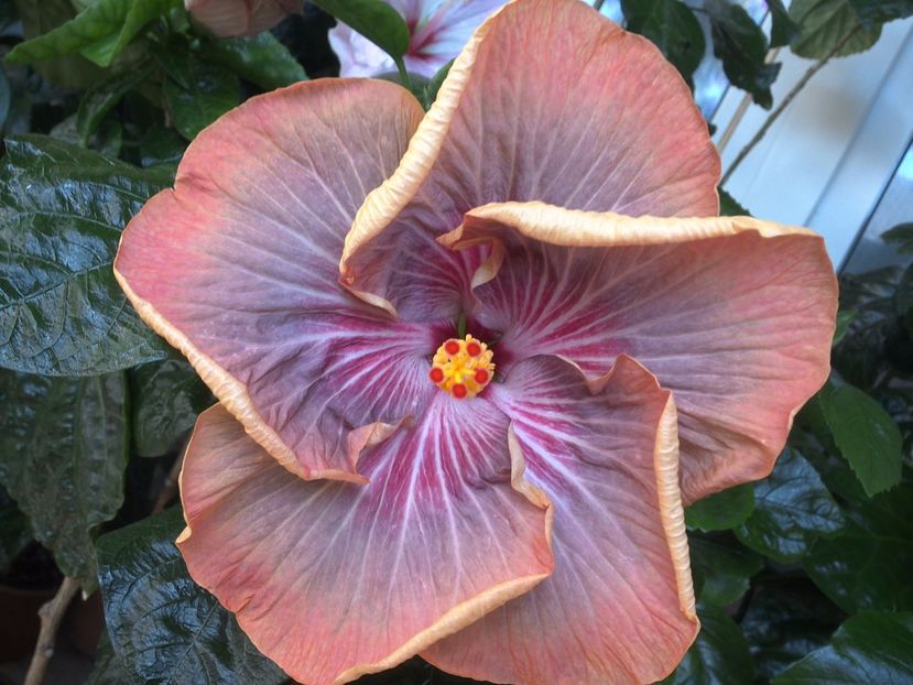 WIN_20170721_110923 - Tahitian Purple Ripple