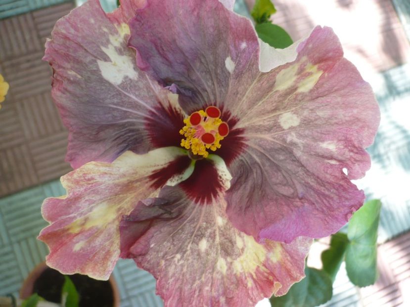 P1330821 - HIBISCUSI 2017-2