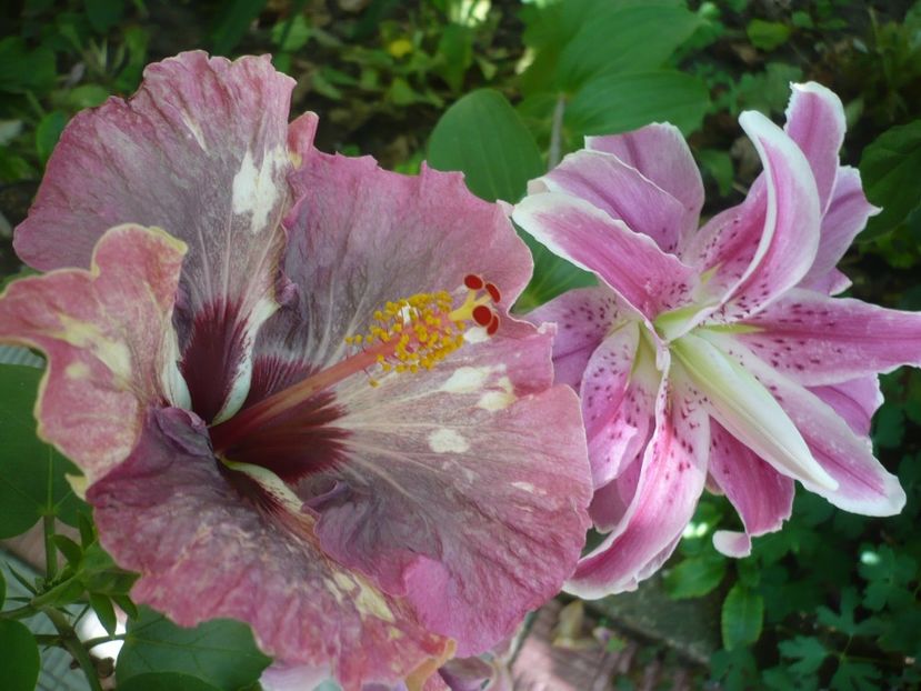 P1330822 - HIBISCUSI 2017-2