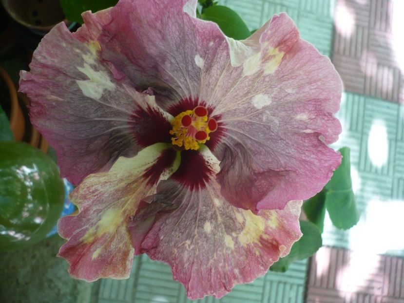 P1330824 - HIBISCUSI 2017-2