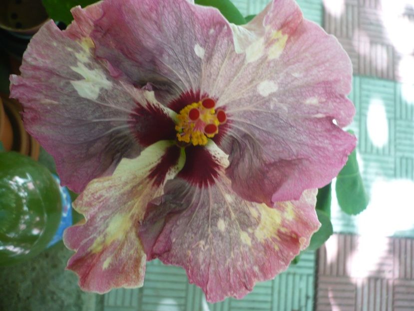 P1330825 - HIBISCUSI 2017-2