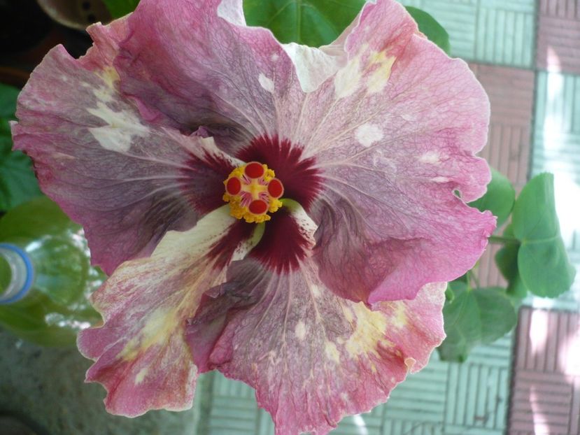 P1330827 - HIBISCUSI 2017-2