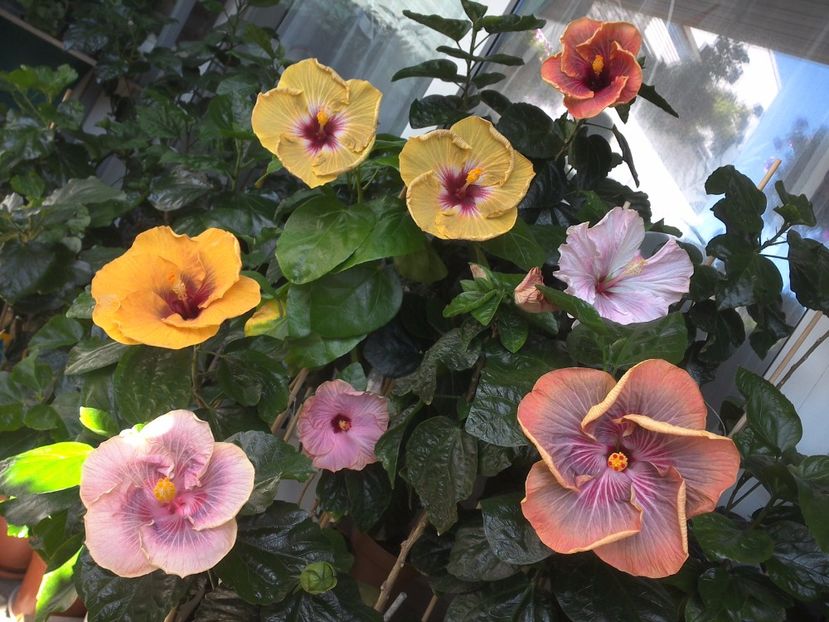 WIN_20170721_110938 - 03Hibiscus