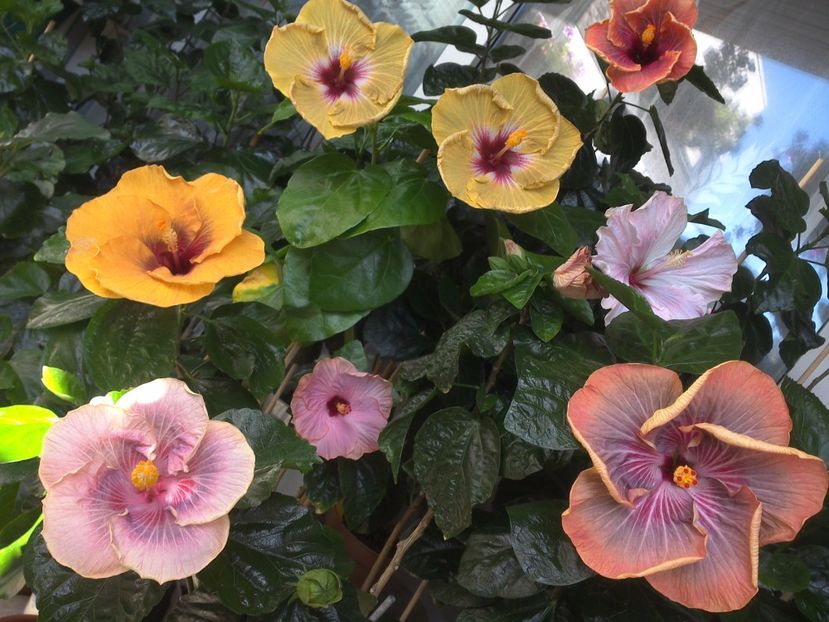 WIN_20170721_110942 - 03Hibiscus