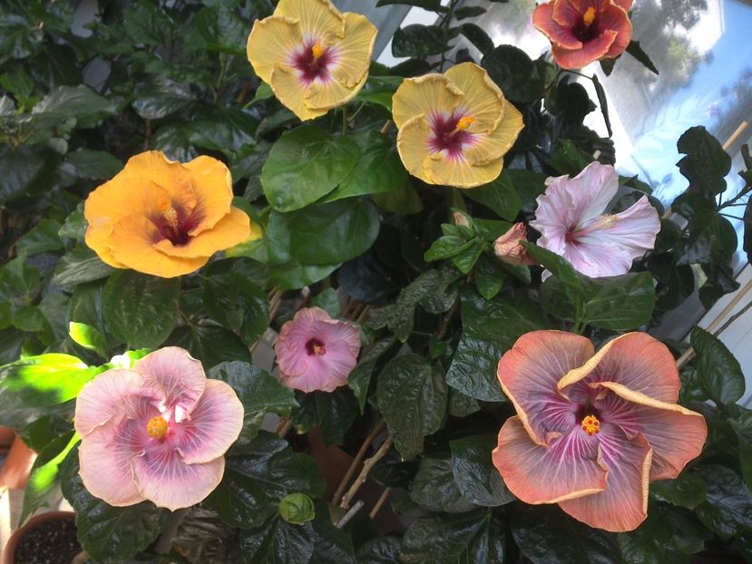 WIN_20170721_110944 - 03Hibiscus