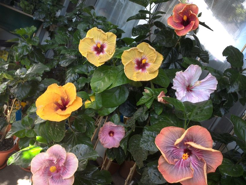 WIN_20170721_110952 - 03Hibiscus