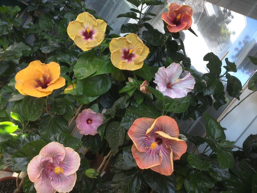 WIN_20170721_111230 - 03Hibiscus