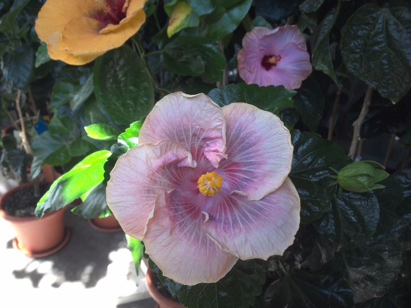 WIN_20170721_111058 - Barry Schlueter