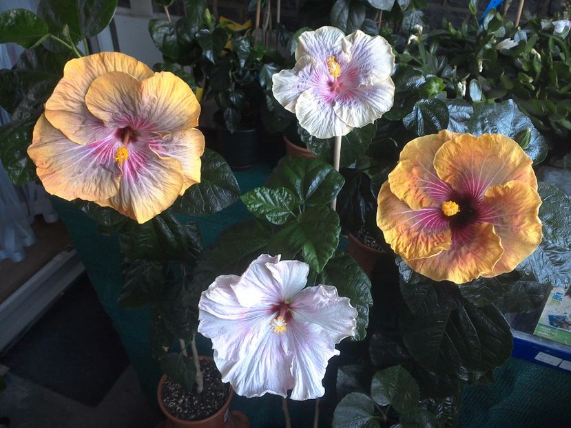 WIN_20170721_172606 - 03Hibiscus