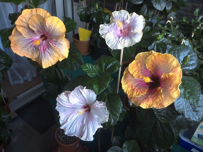 WIN_20170721_172631 - 03Hibiscus