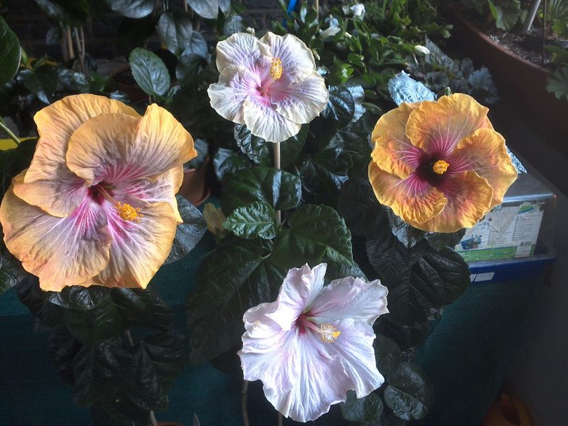 WIN_20170721_172638 - 03Hibiscus