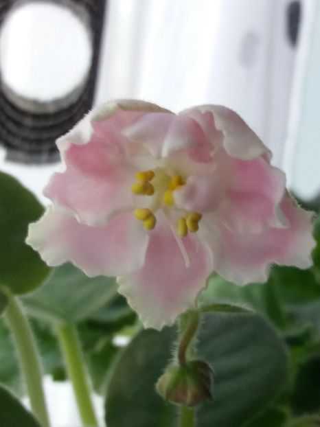 19 iulie - ZZ RS Utonchennyi Vkus -RS Refined Taste