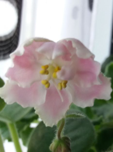 19 iulie - ZZ RS Utonchennyi Vkus -RS Refined Taste