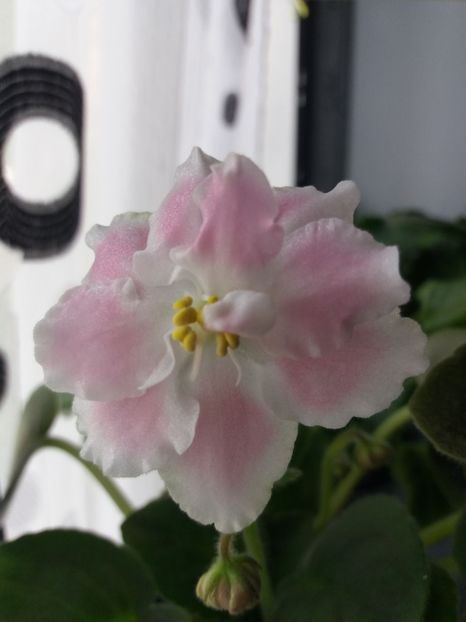 21 iulie - ZZ RS Utonchennyi Vkus -RS Refined Taste