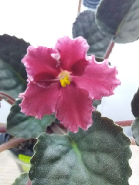 19 iulie - ZZ Emergency