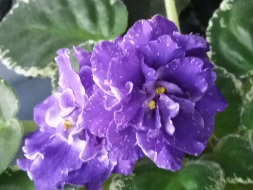 19 iulie - ZZ RS Figaro