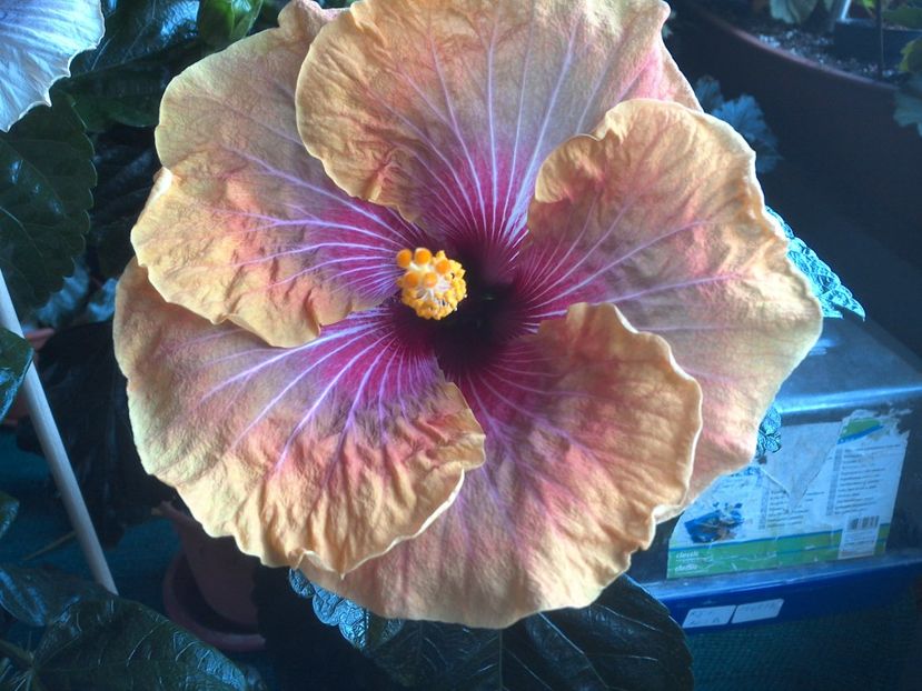 WIN_20170721_172722 - Jolanda Gommer