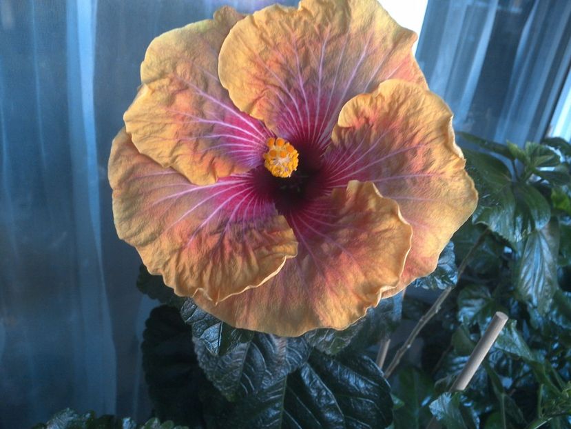 WIN_20170721_173258 - Jolanda Gommer