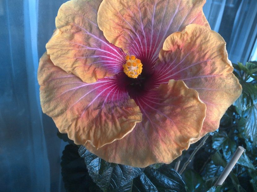 WIN_20170721_173300 - Jolanda Gommer